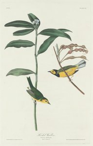 Hooded Warbler, 1831 by Robert Havell