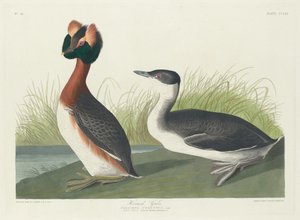 Horned Grebe, 1835