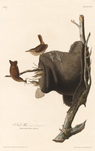 House Wren by Robert Havell