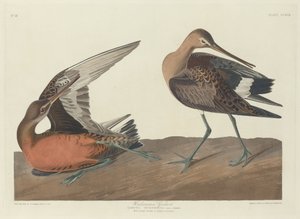 Hudsonian Godwit by Robert Havell