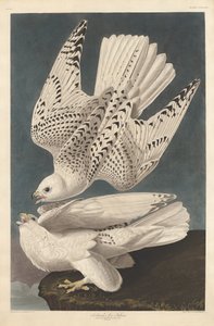 Iceland or Jer Falcon, 1837
