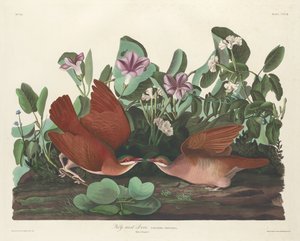 Key-west Dove by Robert Havell
