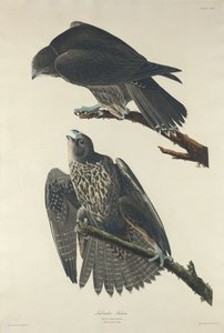Labrador Falcon by Robert Havell