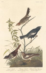 Lark Finch, Prairie Finch and Brown Song Sparrow, 1837 by Robert Havell