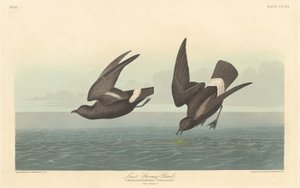 Least Stormy Petrel by Robert Havell