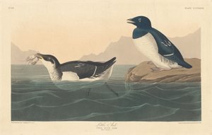 Little Auk