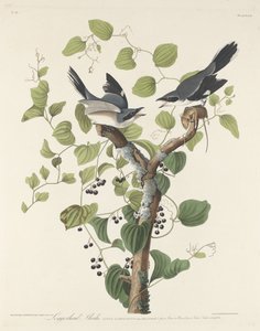Loggerhead Shrike by Robert Havell