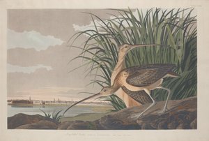 Long-billed Curlew, 1834