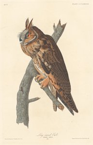 Long-eared Owl