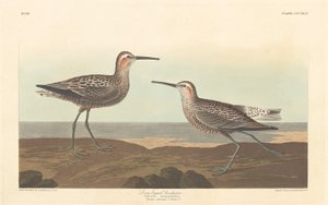 Long-legged Sandpiper by Robert Havell