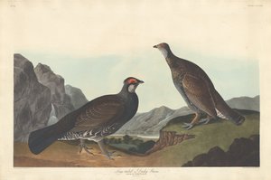 Long-tailed or Dusky Grouse by Robert Havell
