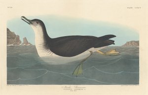Manks Shearwater by Robert Havell