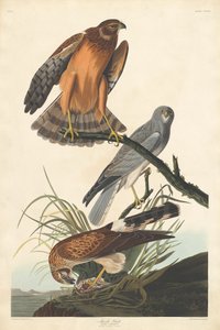 Marsh Hawk by Robert Havell