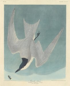 Marsh Tern by Robert Havell