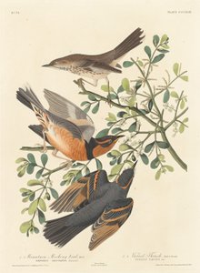 Mountain Mocking-bird and Varied Thrush by Robert Havell