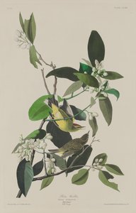 Palm Warbler by Robert Havell