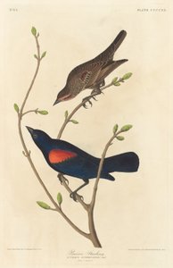 Prairie Starling by Robert Havell