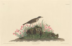 Prairie Titlark by Robert Havell