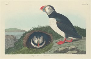 Puffin, 1834