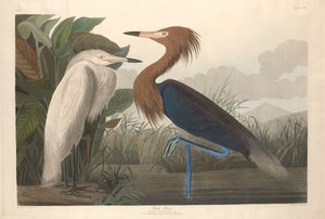 Purple Heron