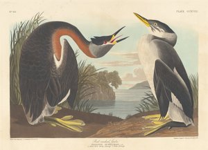 Red-necked Grebe