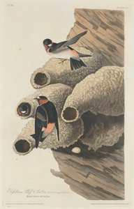 Republican Cliff Swallow, 1829