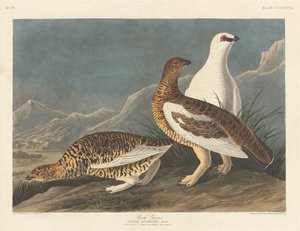 Rock Grouse