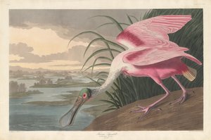 Roseate Spoonbill