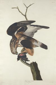 Rough-legged Falcon by Robert Havell