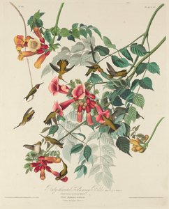 Ruby-throated Humming Bird by Robert Havell