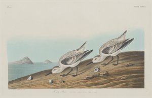Ruddy Plover by Robert Havell