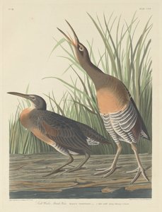 Salt Water Marsh Hen by Robert Havell