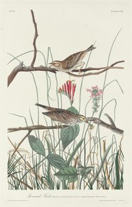 Savannah Finch, 1831 by Robert Havell