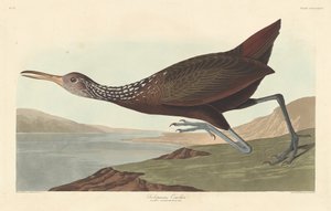 Scolopaceus Courlan, 1837 by Robert Havell