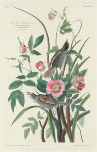 Sea-side Finch by Robert Havell
