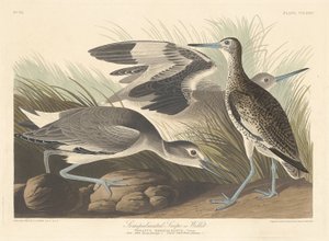 Semi-palmated Snipe or Willet, 1835 by Robert Havell