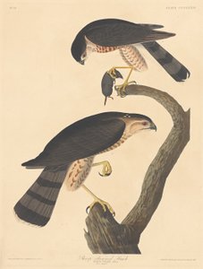 Sharp-shinned Hawk