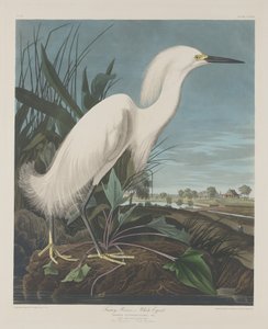 Snowy Heron, or White Egret