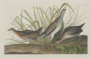 Sora or Rail by Robert Havell