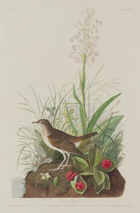 Tawny Thrush by Robert Havell