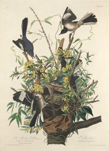 The Mocking Bird, 1827 by Robert Havell
