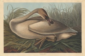 Trumpeter Swan by Robert Havell