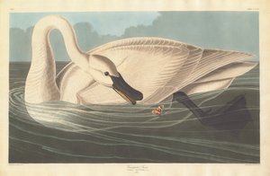 Trumpeter Swan, 1838