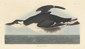 Uria Brunnichii, 1835 by Robert Havell