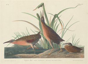 Virginia Rail, 1834 by Robert Havell