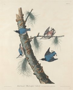 White-breasted Black-capped Nuthatch, 1832 by Robert Havell