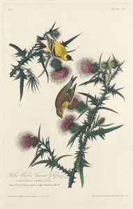 Yellow Bird or American Goldfinch by Robert Havell