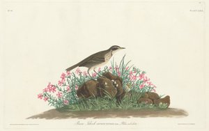 Prairie Titlark by Robert Havell, Jr. after John James Audubon