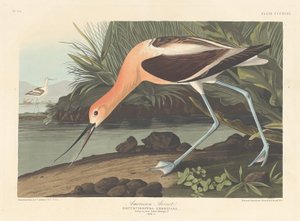 American Avocet by Robert Havell after John James Audubon