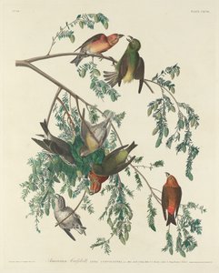 American Crossbill